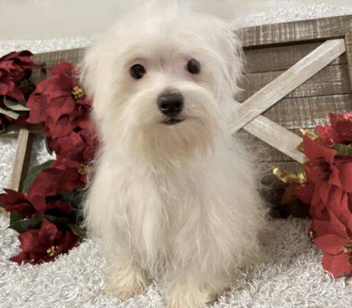 MALE MALTESE - Image 2