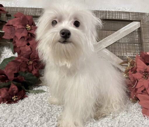 MALE MALTESE - Image 4