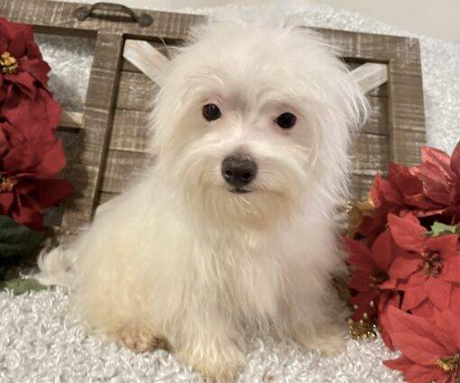 MALE MALTESE - Image 3