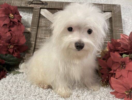 MALE MALTESE