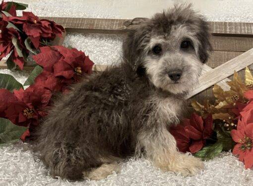 MALE POODLE PUPPY!!! - Image 8