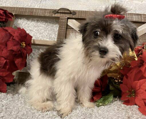 FEMALE MALTI-POO PUPPY!!! - Image 9