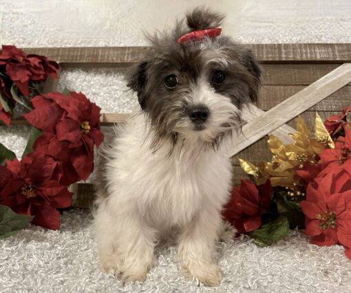 FEMALE MALTI-POO PUPPY!!!