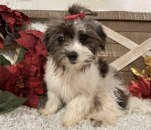 FEMALE MALTI-POO PUPPY!!! - Image 10