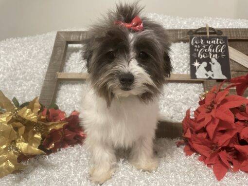 FEMALE MALTI-POO PUPPY!!!