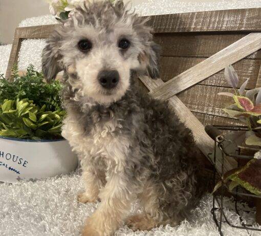 MALE POODLE PUPPY!!!