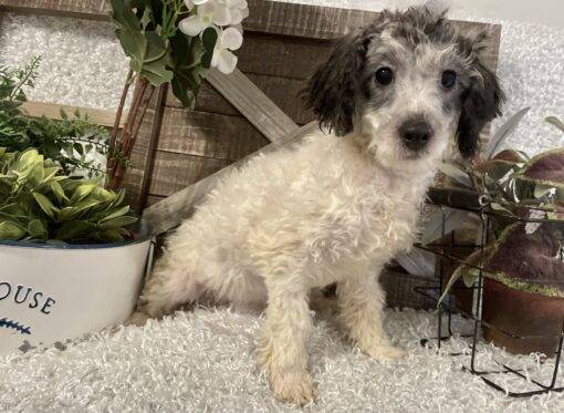 MALE TOY POODLE PUPPY!!! - REDUCED ADOPTION COST!!! - Image 7