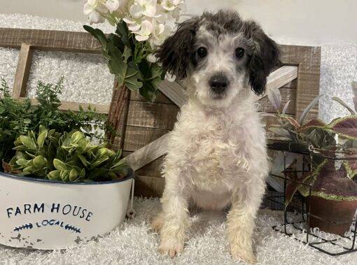 MALE TOY POODLE PUPPY!!! - REDUCED ADOPTION COST!!! - Image 4