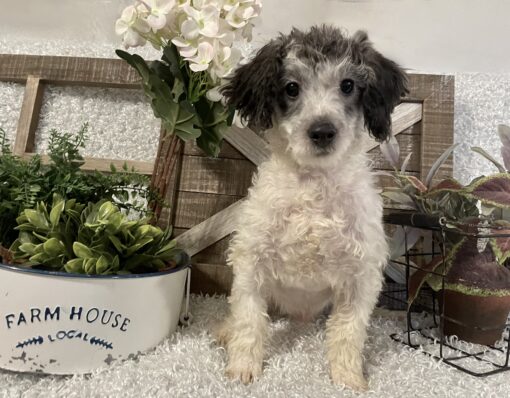 MALE TOY POODLE PUPPY!!! - REDUCED ADOPTION COST!!!