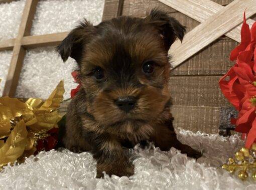 MALE YORKIE PUPPY!!! -- RESERVED FOR ADOPTION!!!