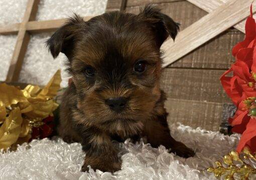 MALE YORKIE PUPPY!!! -- RESERVED FOR ADOPTION!!! - Image 3