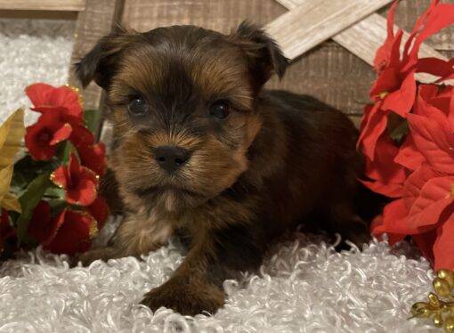 MALE YORKIE PUPPY!!! -- RESERVED FOR ADOPTION!!! - Image 5