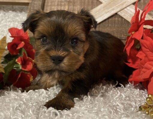 MALE YORKIE PUPPY!!! -- RESERVED FOR ADOPTION!!! - Image 2