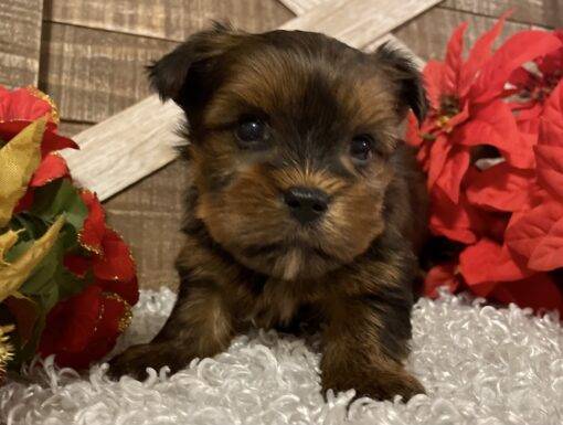 MALE YORKIE PUPPY!!! -- RESERVED FOR ADOPTION!!! - Image 4