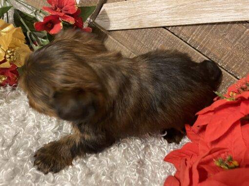 MALE YORKIE PUPPY!!! -- RESERVED FOR ADOPTION!!! - Image 7