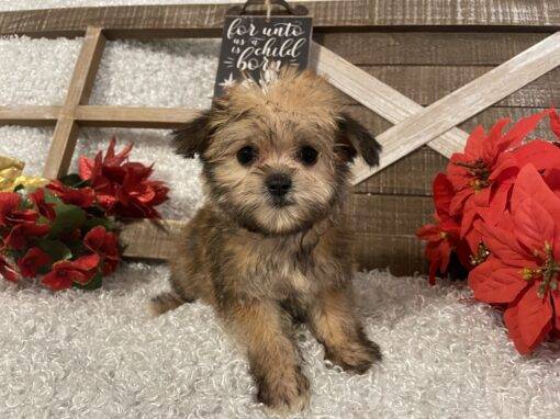 FEMALE MORKIE PUPPY!!!