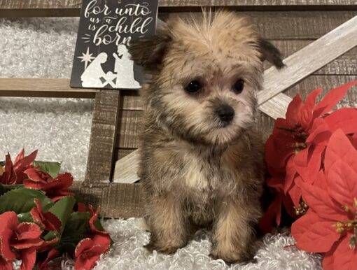 FEMALE MORKIE PUPPY!!! - Image 6