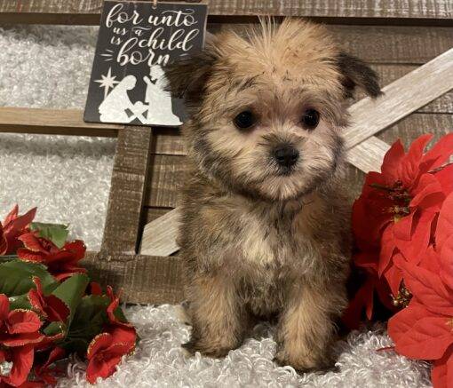 FEMALE MORKIE PUPPY!!! - Image 5