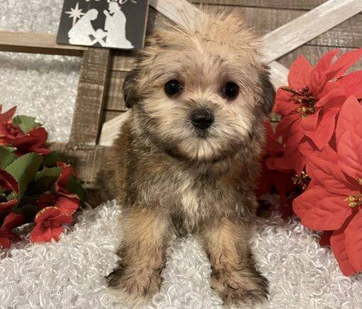 FEMALE MORKIE PUPPY!!! - Image 8