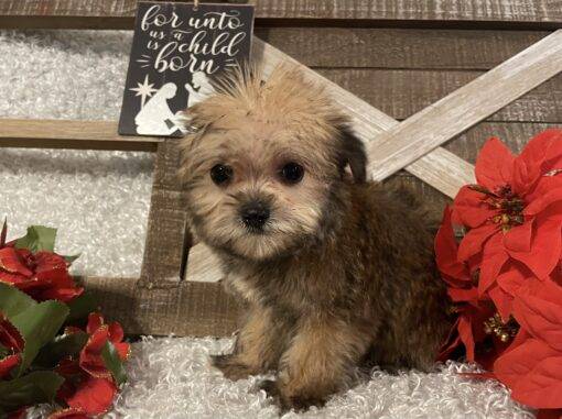 FEMALE MORKIE PUPPY!!! - Image 4