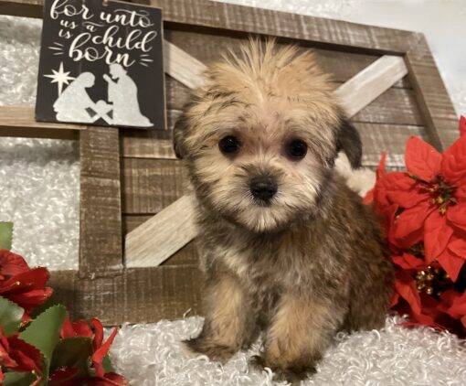 FEMALE MORKIE PUPPY!!! - Image 9