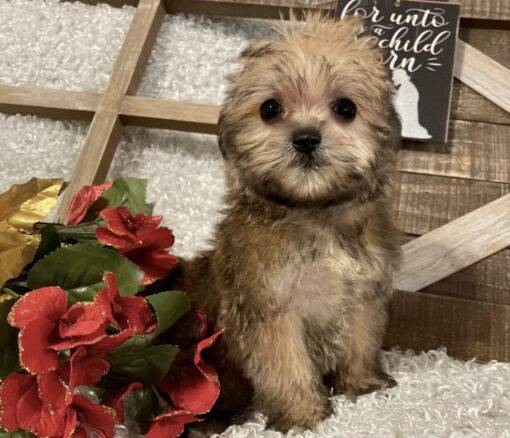 FEMALE MORKIE PUPPY!!! - Image 7