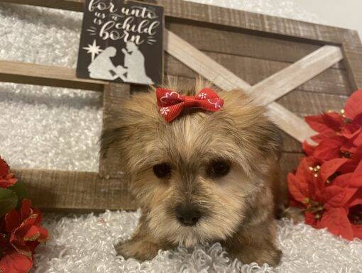 FEMALE MORKIE PUPPY!!! - Image 4