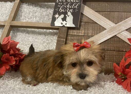 FEMALE MORKIE PUPPY!!! - Image 3