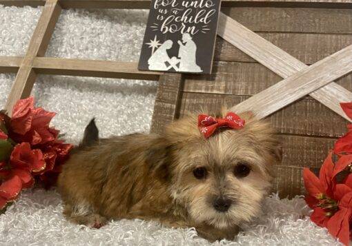 FEMALE MORKIE PUPPY!!! - Image 8