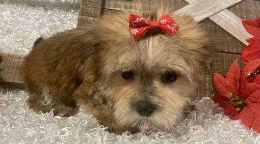 FEMALE MORKIE PUPPY!!! - Image 5