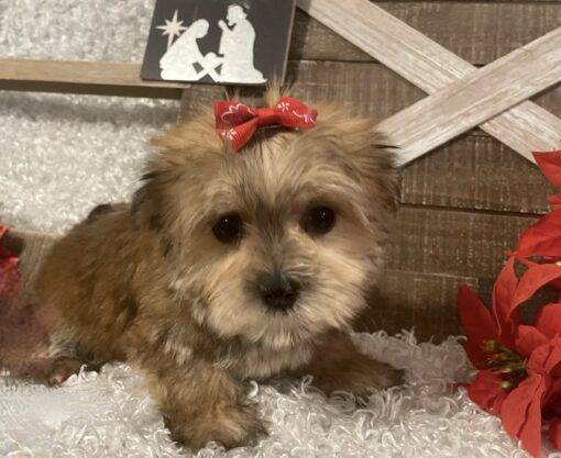 FEMALE MORKIE PUPPY!!! - Image 9