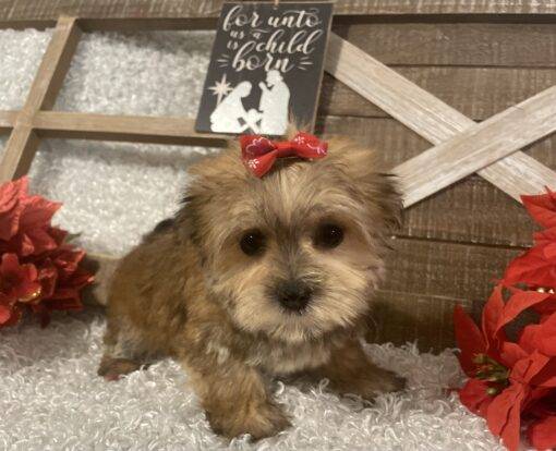 FEMALE MORKIE PUPPY!!!