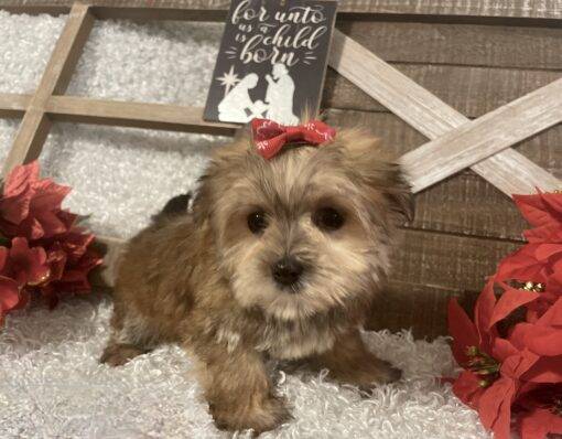 FEMALE MORKIE PUPPY!!! - Image 6