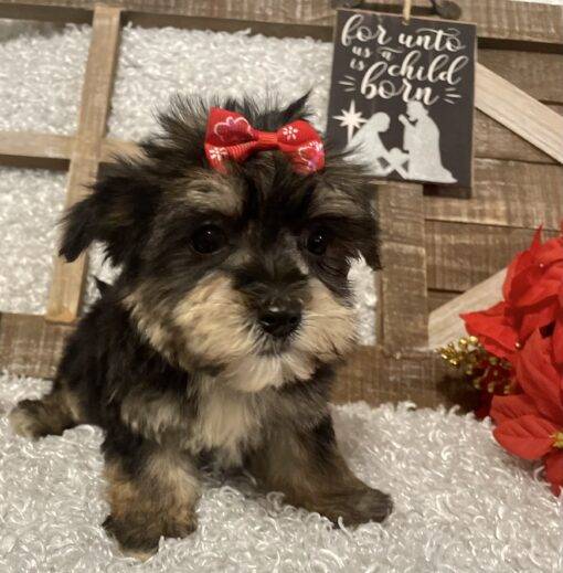 FEMALE MORKIE PUPPY!!! - Image 7