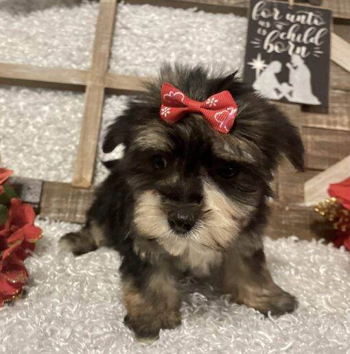 FEMALE MORKIE PUPPY!!! - Image 2