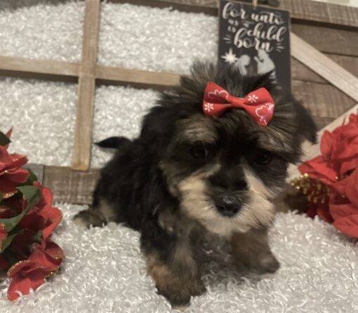 FEMALE MORKIE PUPPY!!! - Image 6