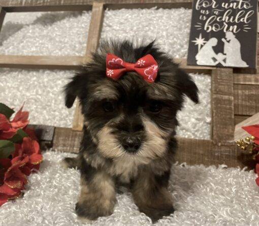 FEMALE MORKIE PUPPY!!! - Image 3