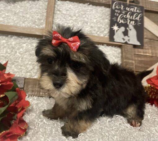 FEMALE MORKIE PUPPY!!! - Image 8