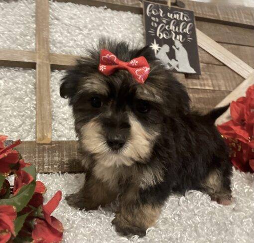 FEMALE MORKIE PUPPY!!! - Image 4