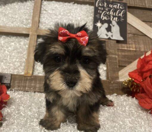 FEMALE MORKIE PUPPY!!!