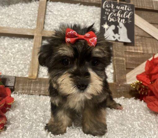 FEMALE MORKIE PUPPY!!! - Image 5