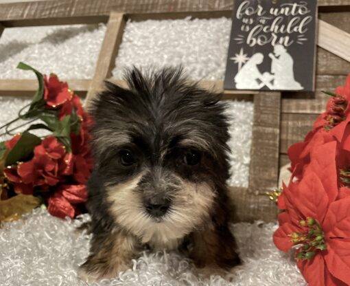 MALE MORKIE PUPPY!!! - Image 5