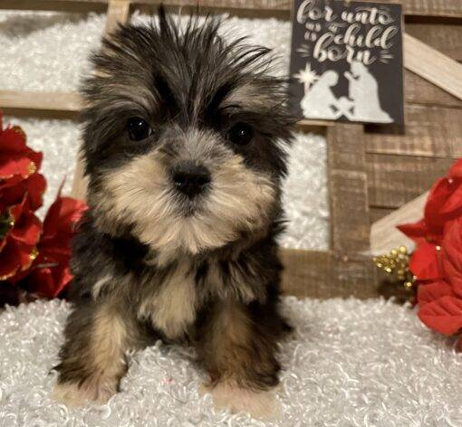 MALE MORKIE PUPPY!!! - Image 7