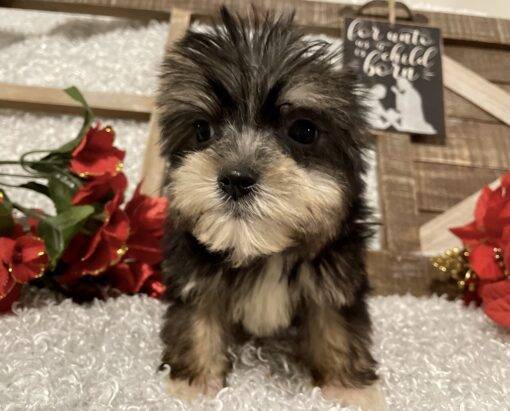 MALE MORKIE PUPPY!!! - Image 4