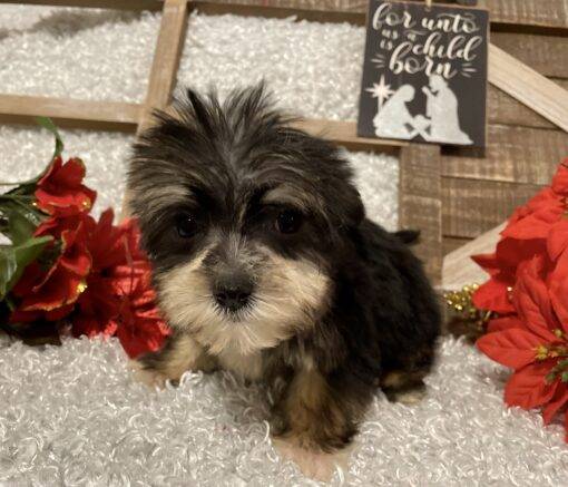 MALE MORKIE PUPPY!!! - Image 6