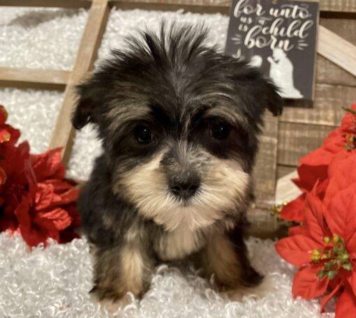 MALE MORKIE PUPPY!!!