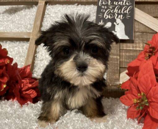 MALE MORKIE PUPPY!!! - Image 8