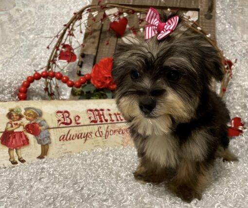 FEMALE MORKIE PUPPY!!! - Image 3