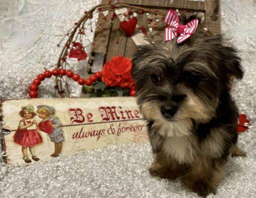 FEMALE MORKIE PUPPY!!! - Image 7