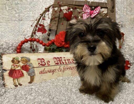 FEMALE MORKIE PUPPY!!! - Image 9